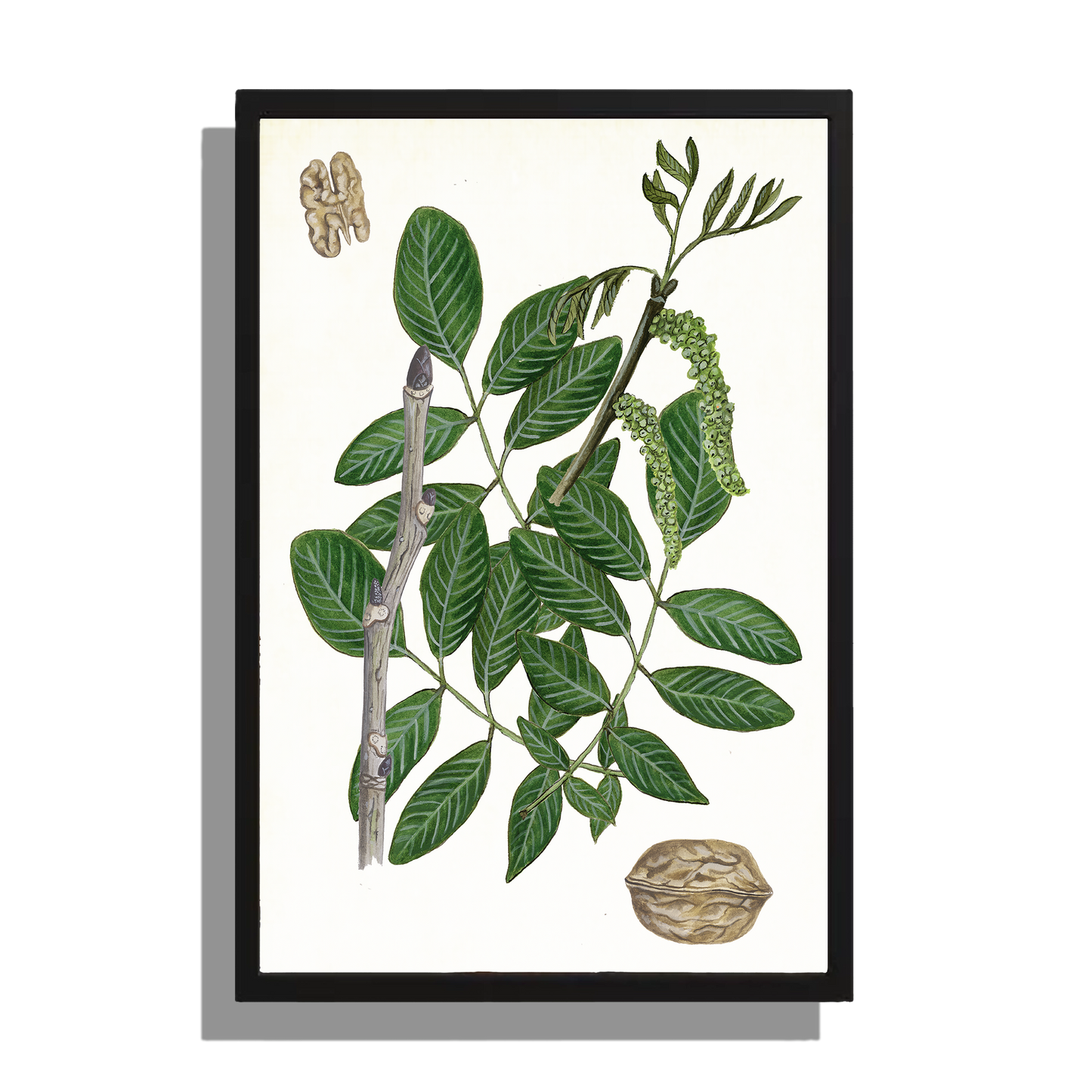 Wanddecoratie "Gewone walnoot, het leven van"