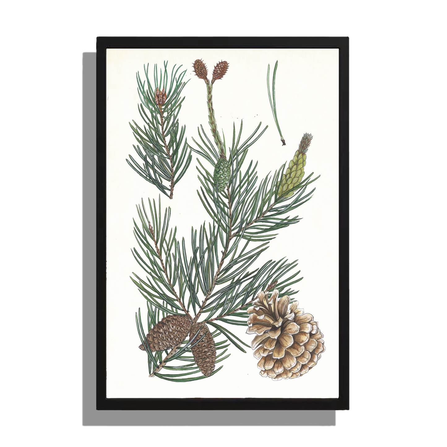 Wanddecoratie "Grove den, het leven van"