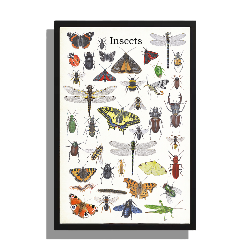 Ingelijst "Insects"