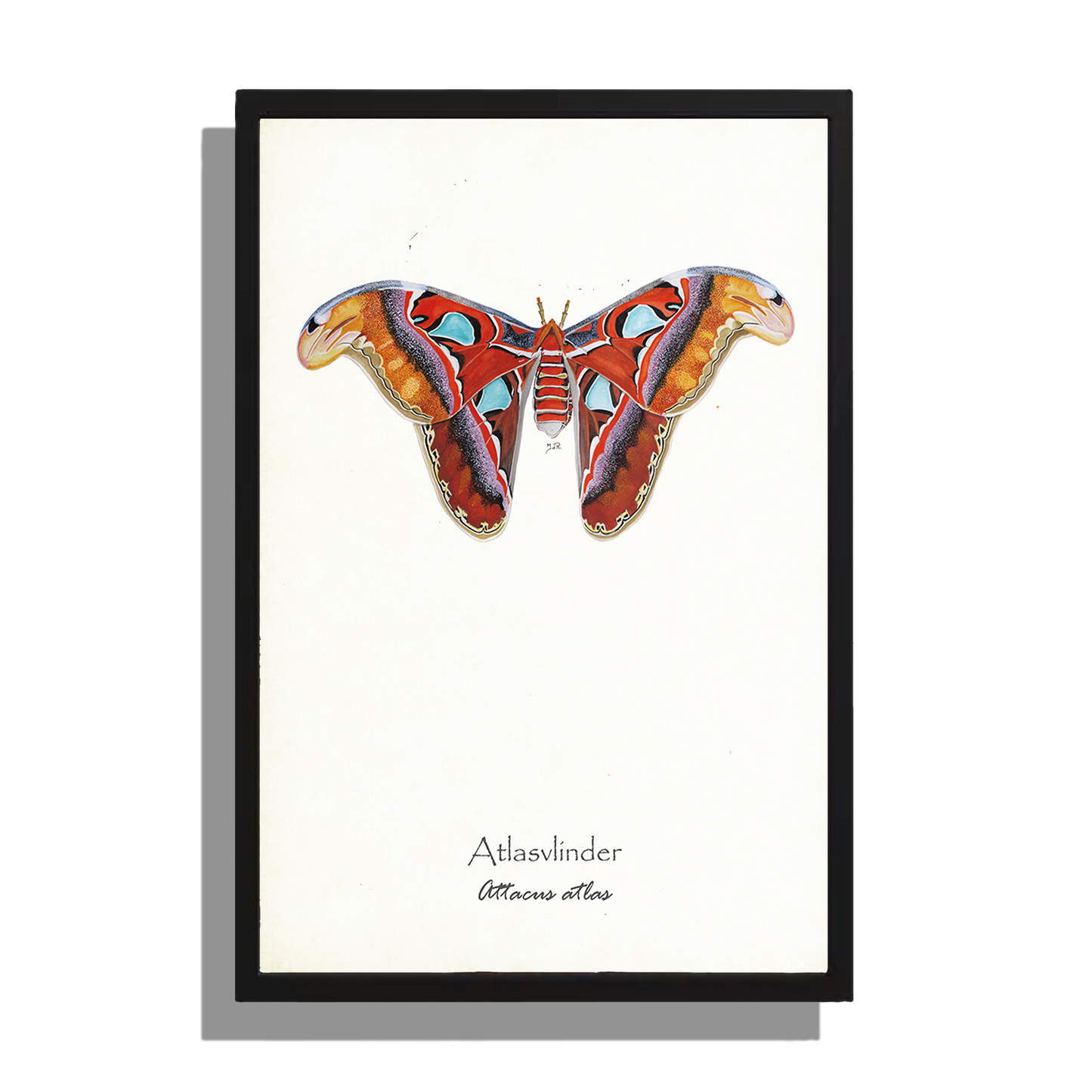 Wanddecoratie "Atlasvlinder"