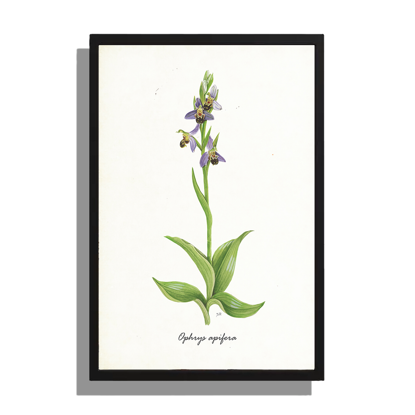 Wanddecoratie "Bijenorchis"