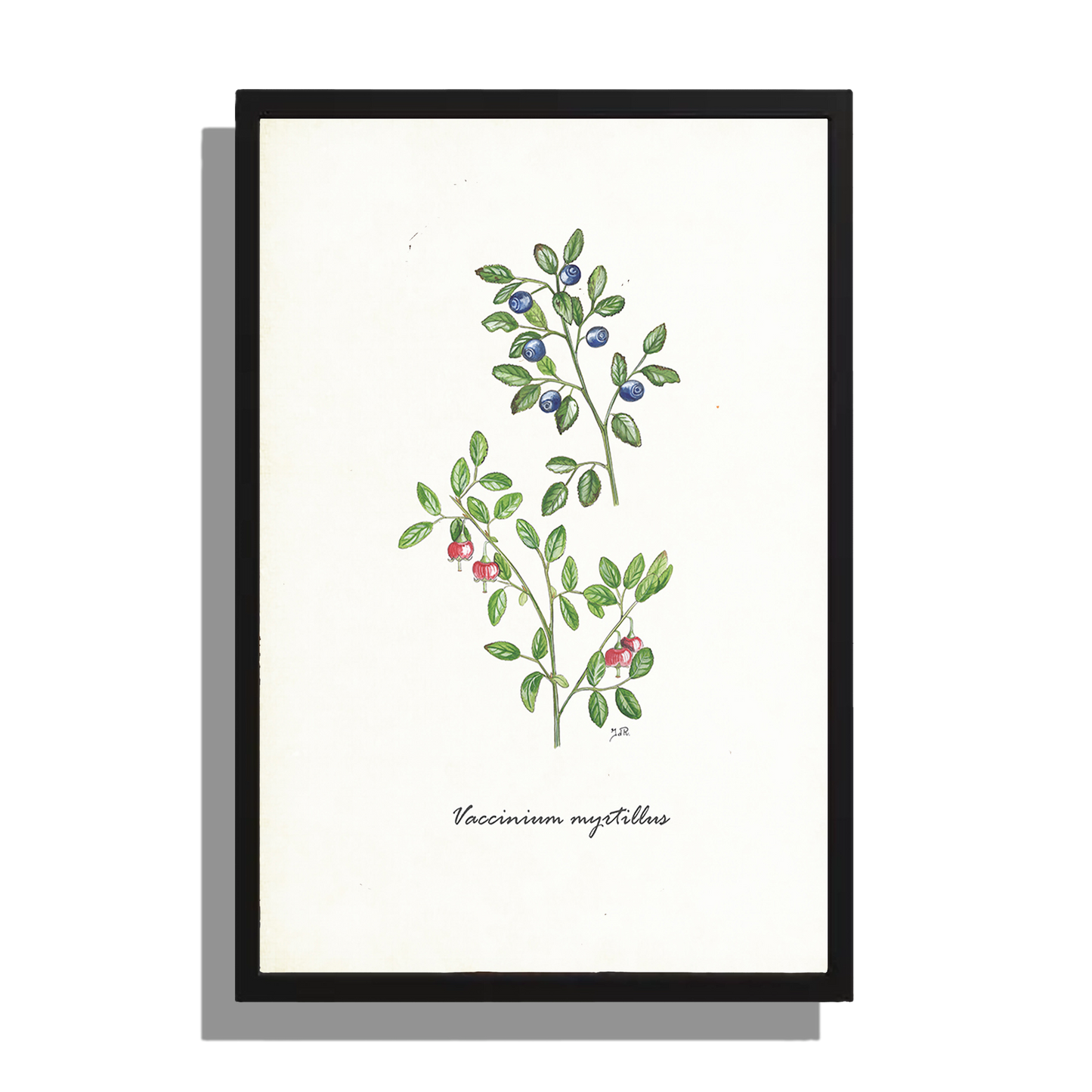 Wanddecoratie "Bosbes"