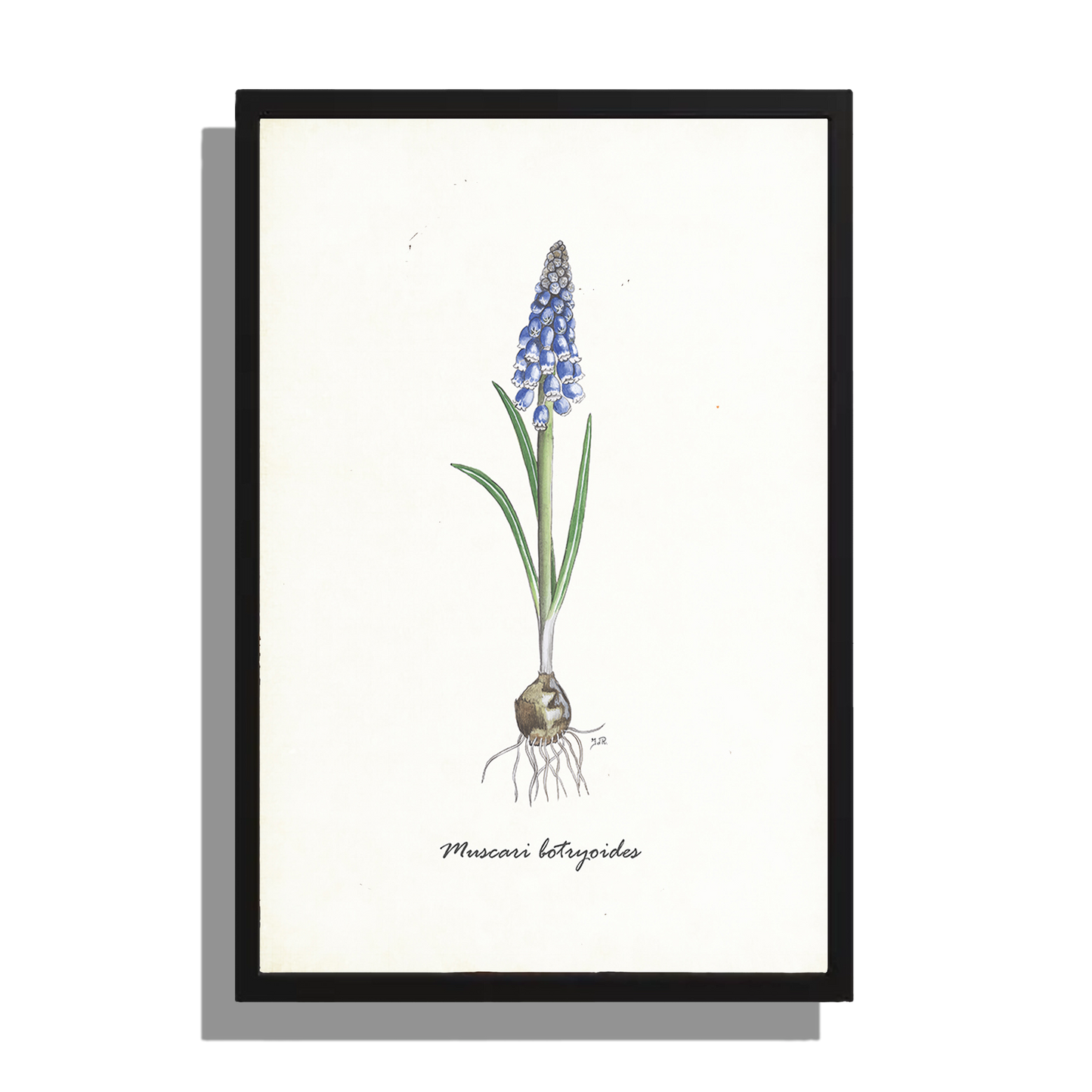 Wanddecoratie "Blauwe druif"