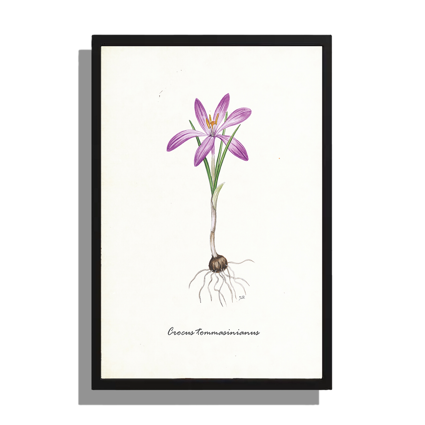 Wanddecoratie "Boerenkrokus"