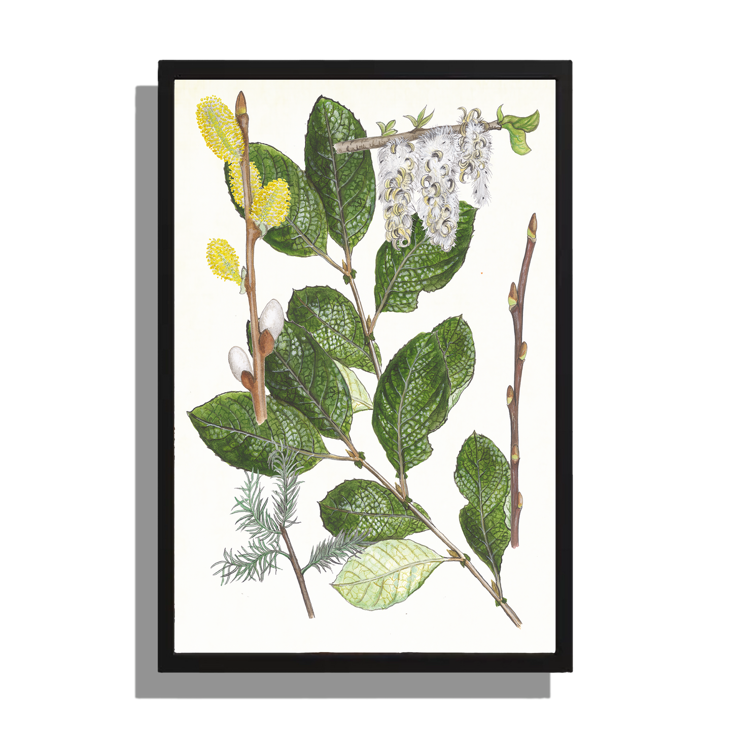 Wanddecoratie "Boswilg, het leven van"