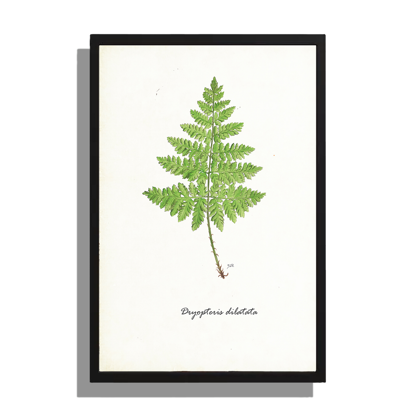 Wanddecoratie "Brede stekelvaren"