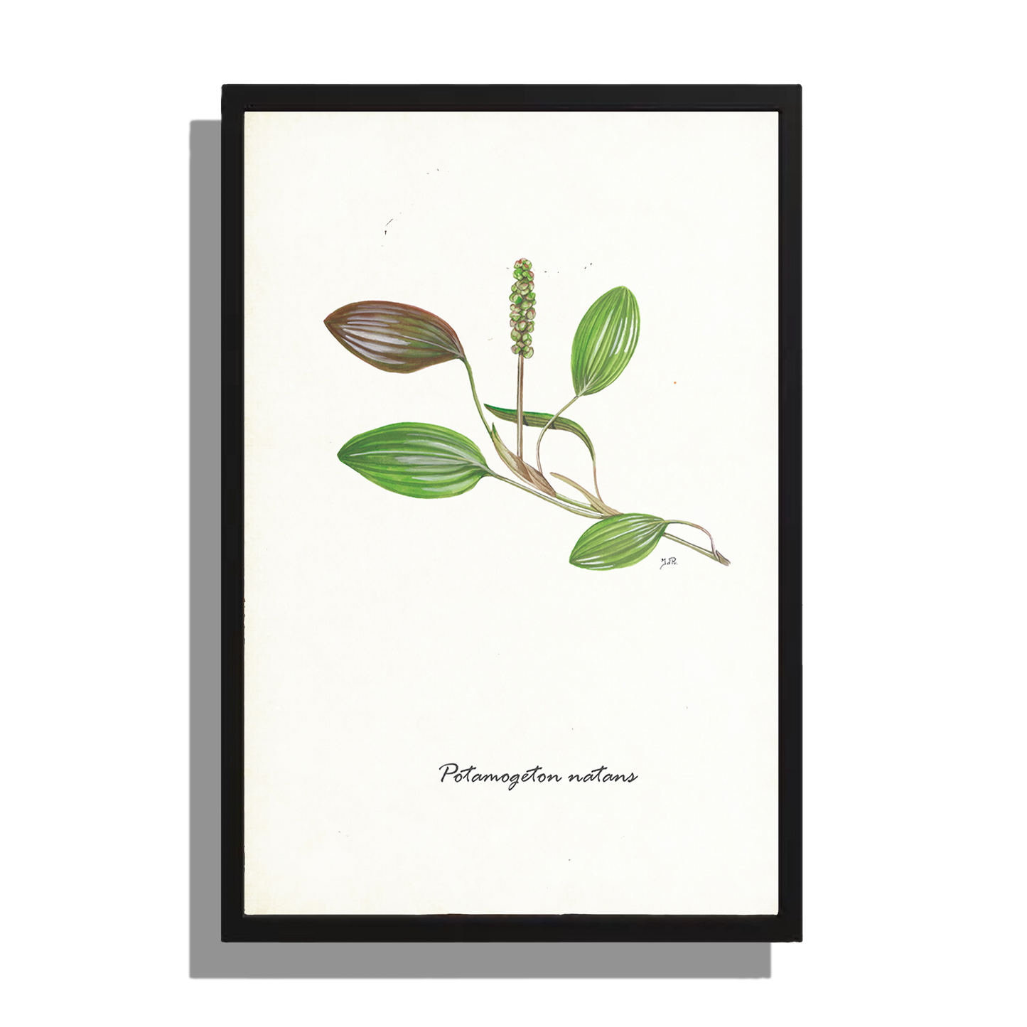 Wanddecoratie "Drijvend fontijnkruid"