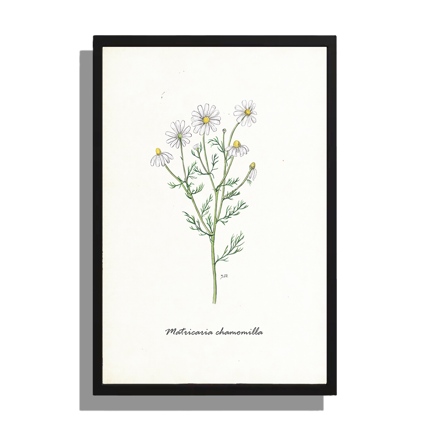 Wanddecoratie "Echte kamille"