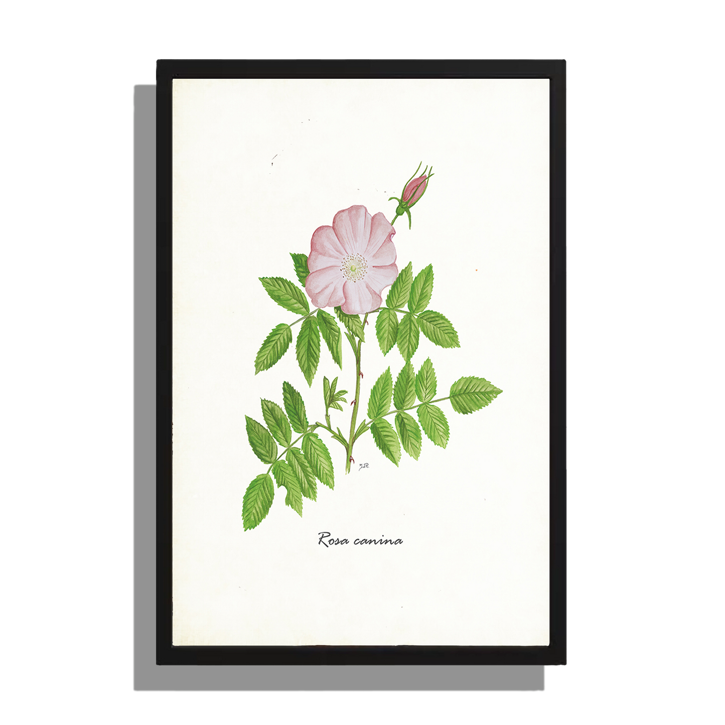 Wanddecoratie "Hondsroos"