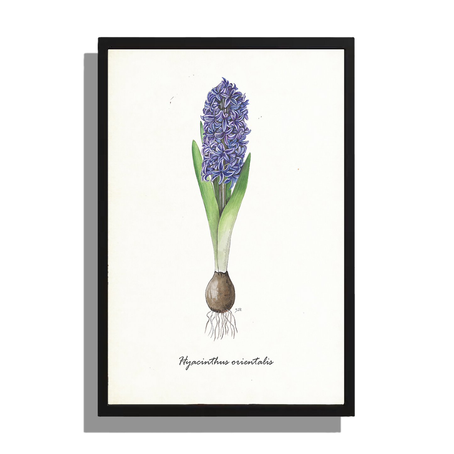 Wanddecoratie "Hyacint"