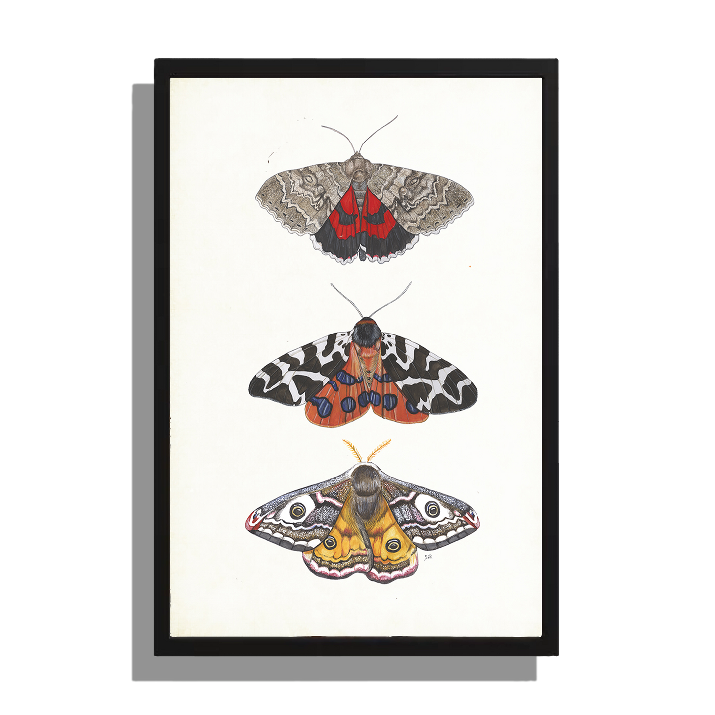 Wanddecoratie "Kleurrijke nachtvlinders"