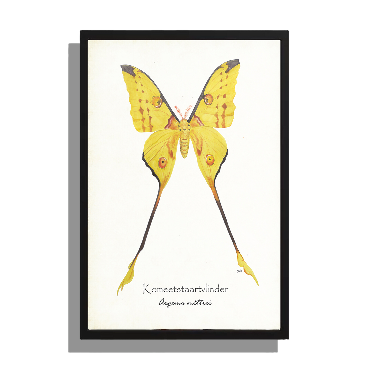 Wanddecoratie "Komeetstaartvlinder"