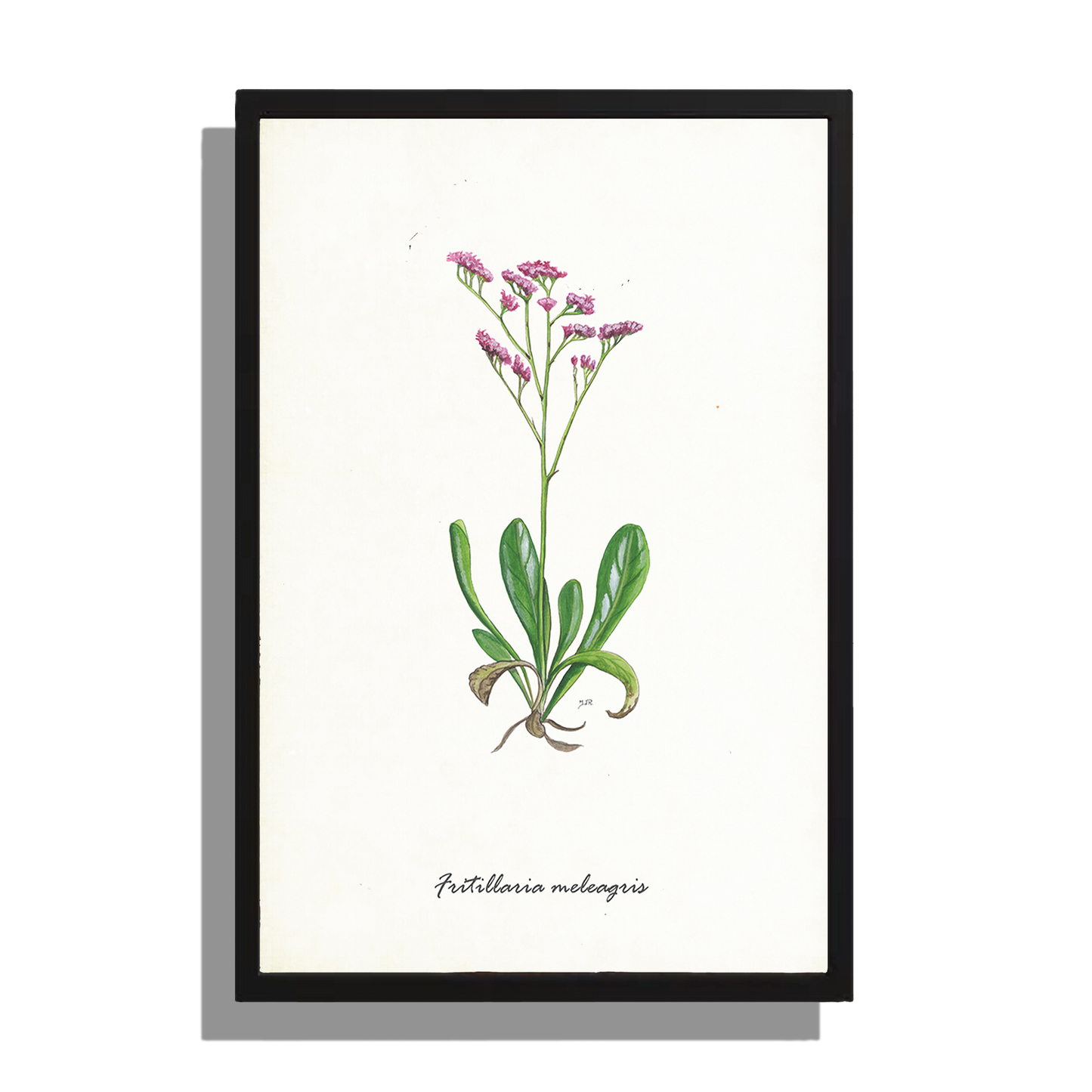 Wanddecoratie "Lamsoor"