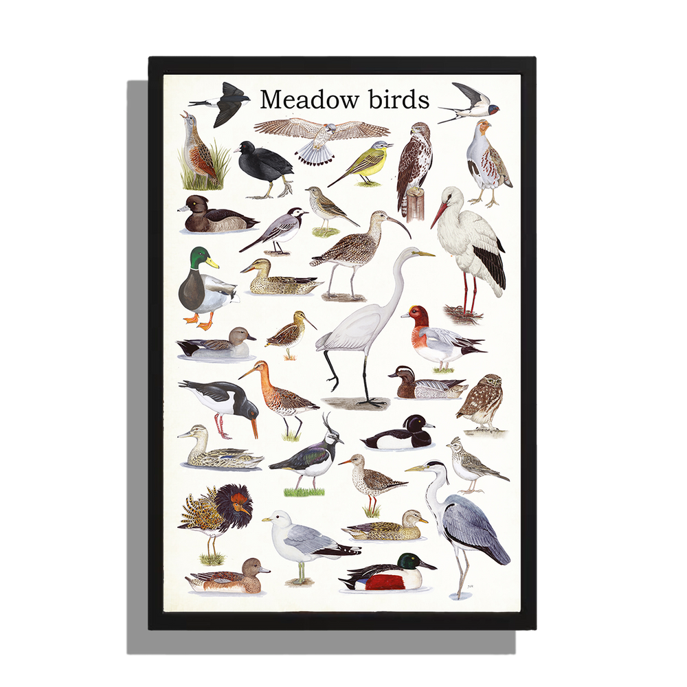 Ingelijst "Meadow birds"