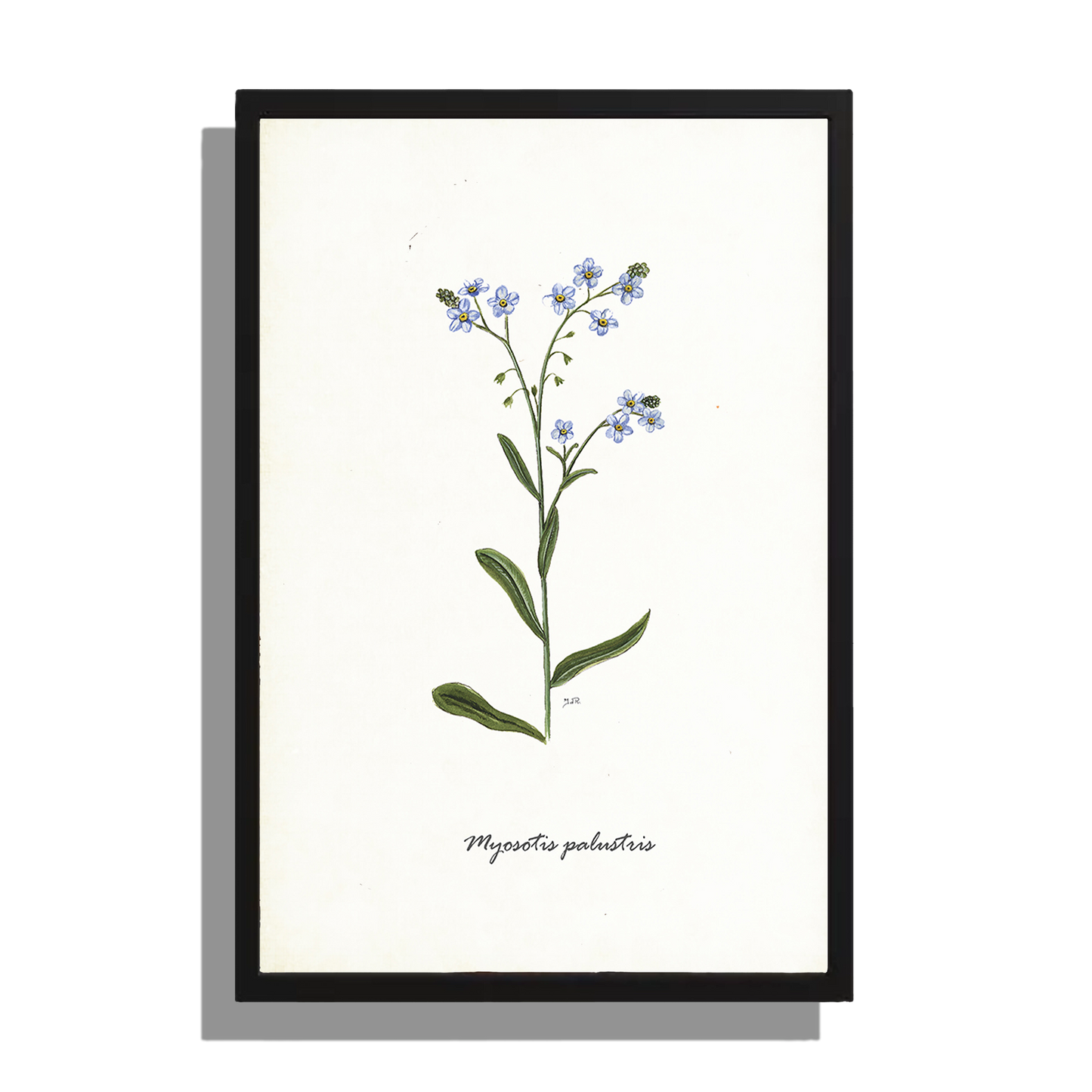 Wanddecoratie "Moerasvergeet-mij-nietje"