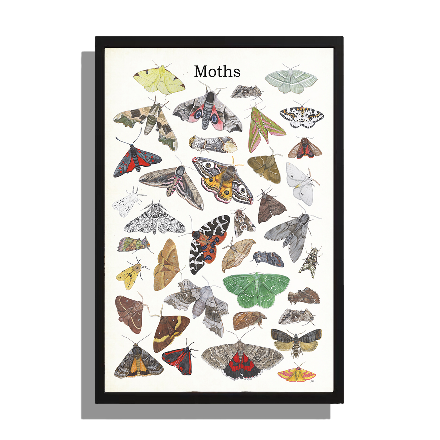 Wanddecoratie "Moths"