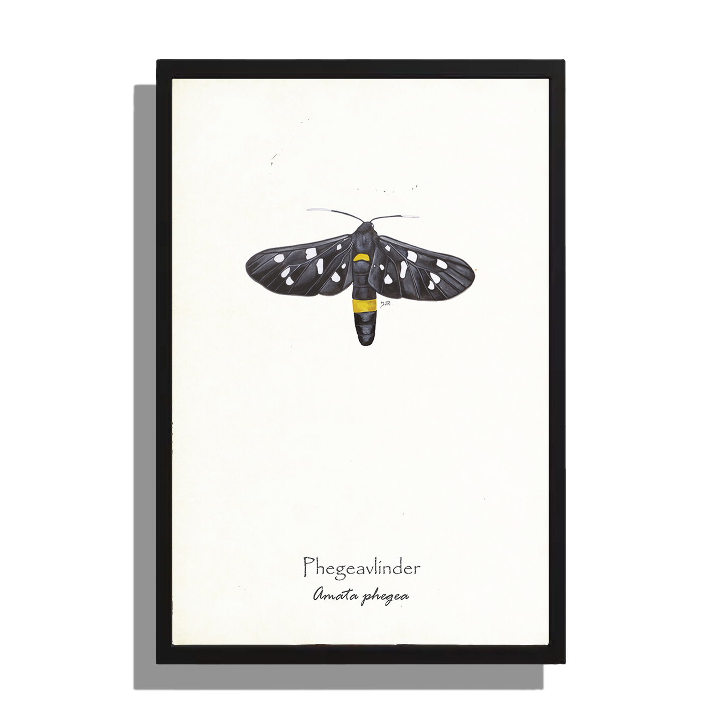 Wanddecoratie "Phegeavlinder"