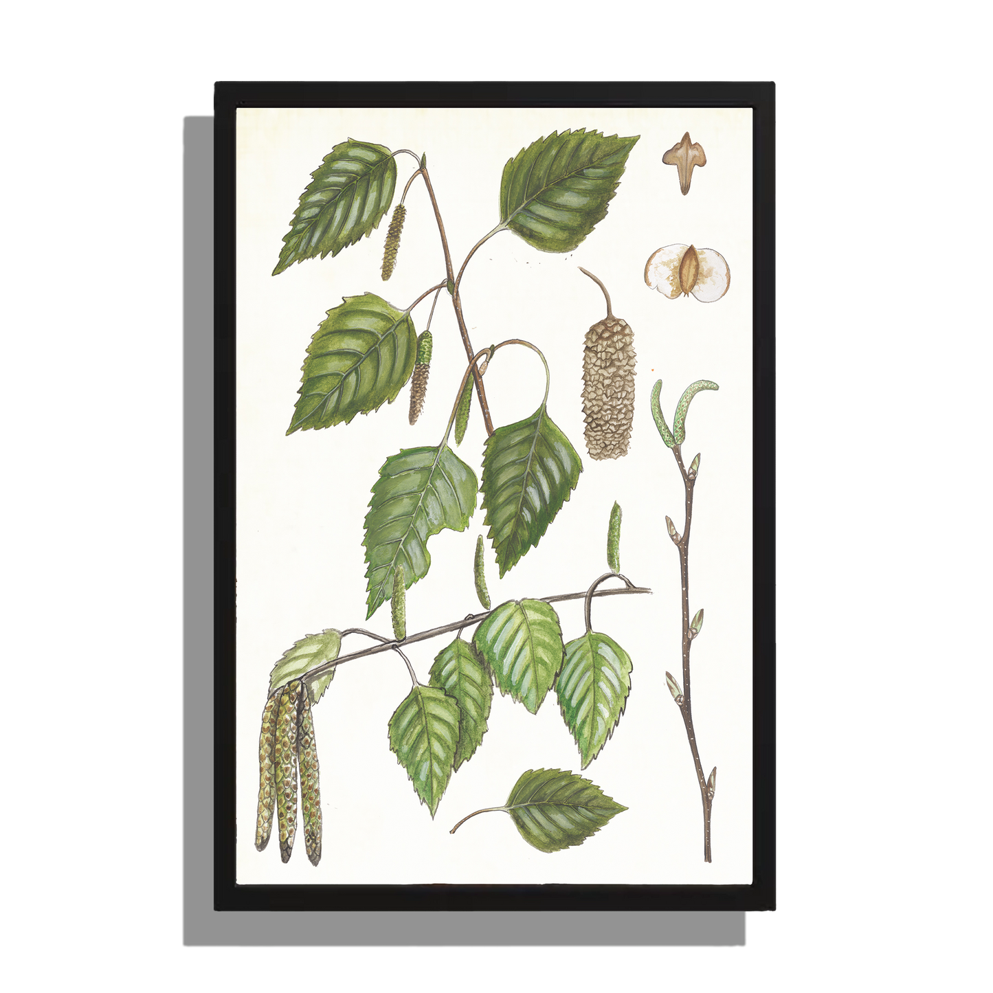 Wanddecoratie "Ruwe berk, het leven van"