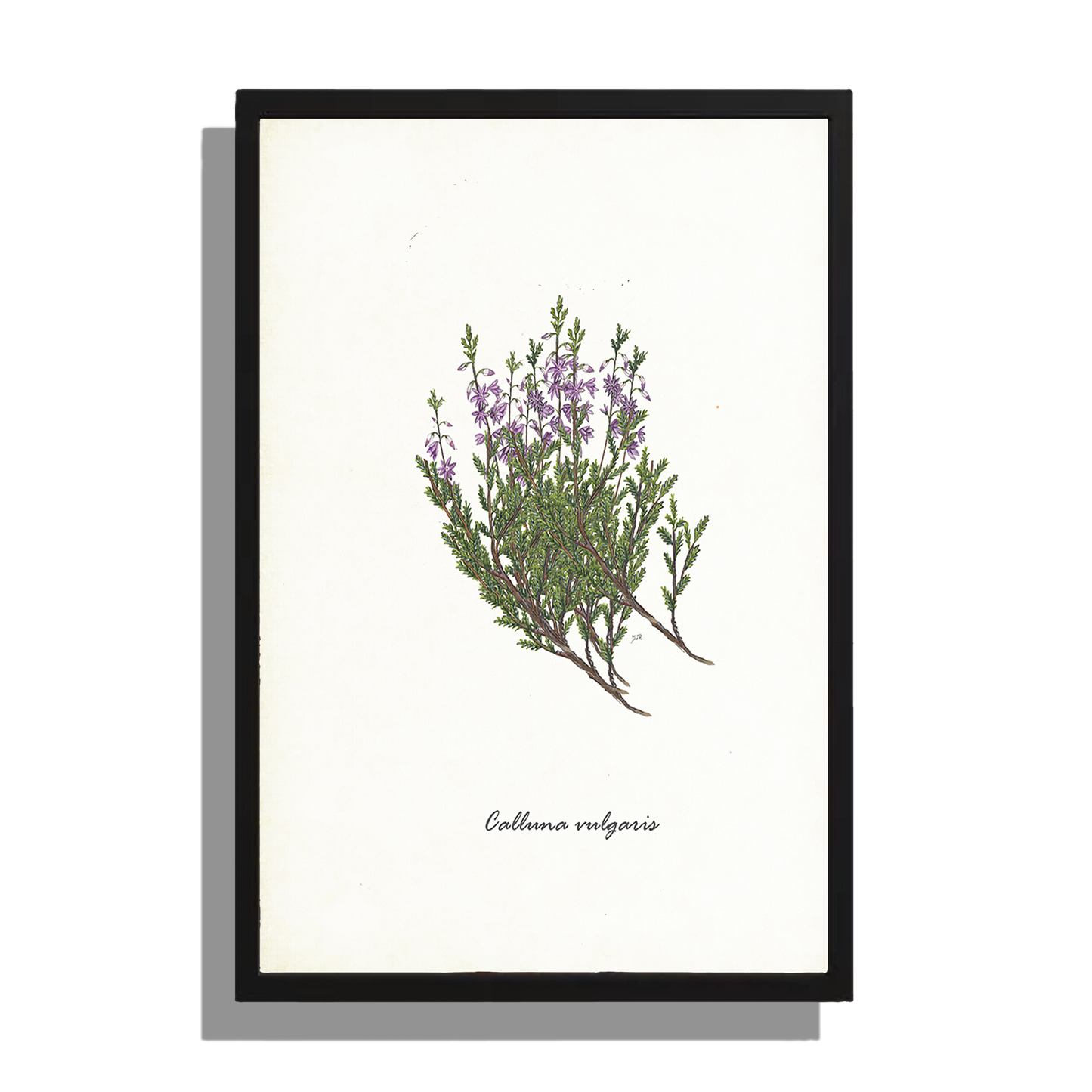 Wanddecoratie "Struikheide"