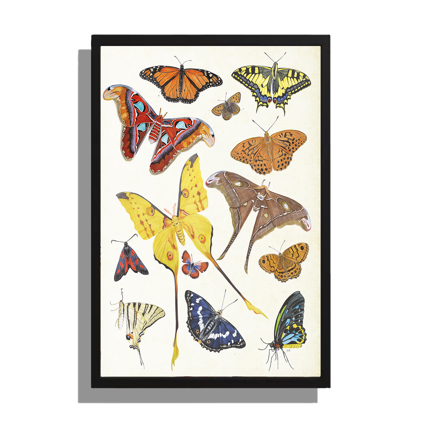 Wanddecoratie "Tropische vlinders"