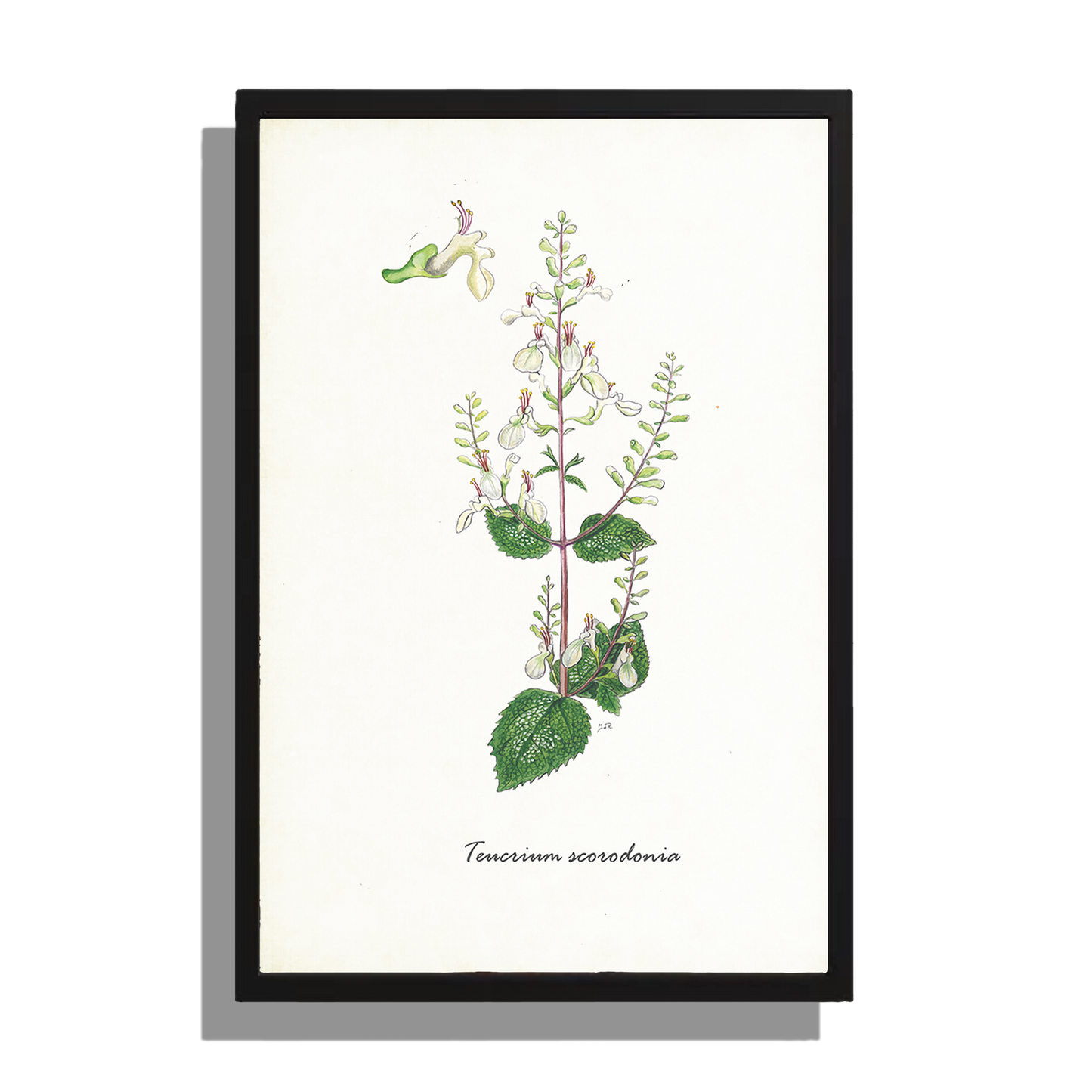 Wanddecoratie "Valse salie"