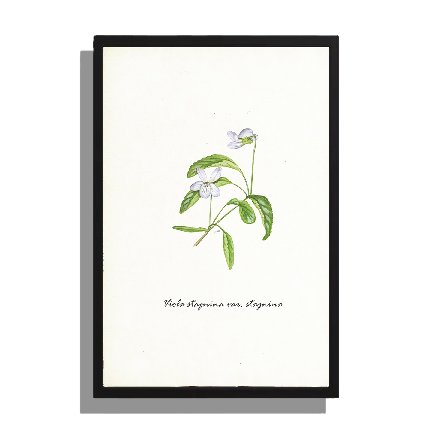 Wanddecoratie "Veenmelkviooltje"