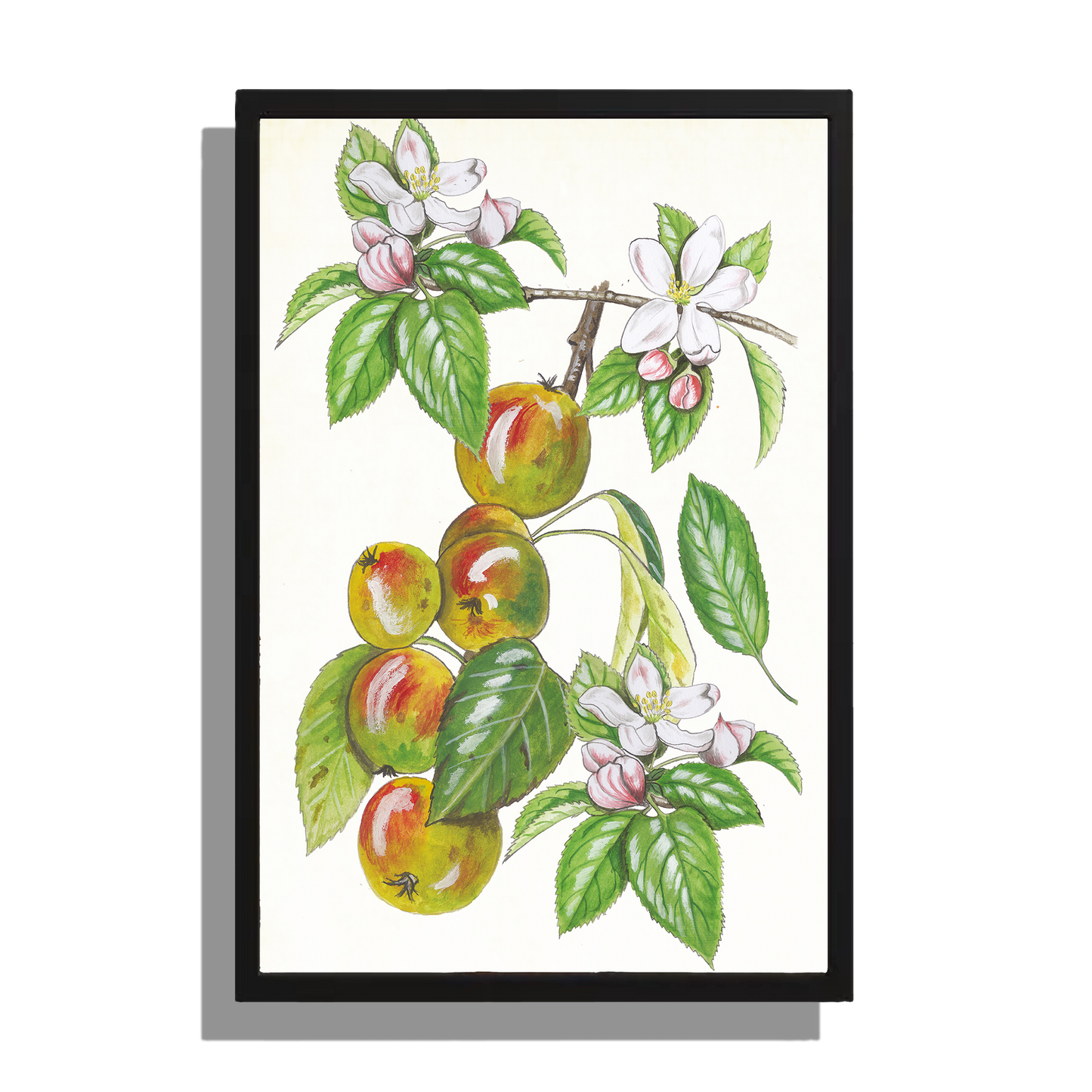 Wanddecoratie "Wilde appel, het leven van"