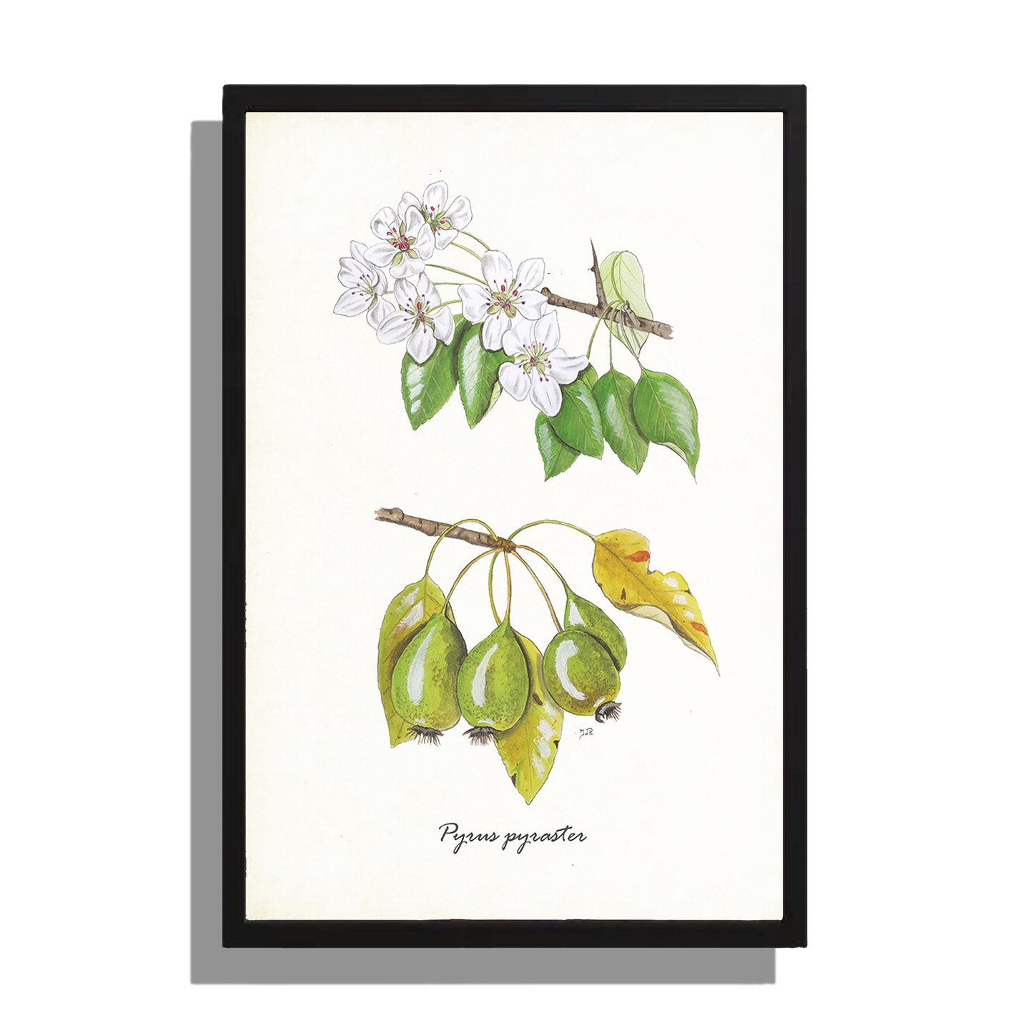 Wanddecoratie "Wilde peer"