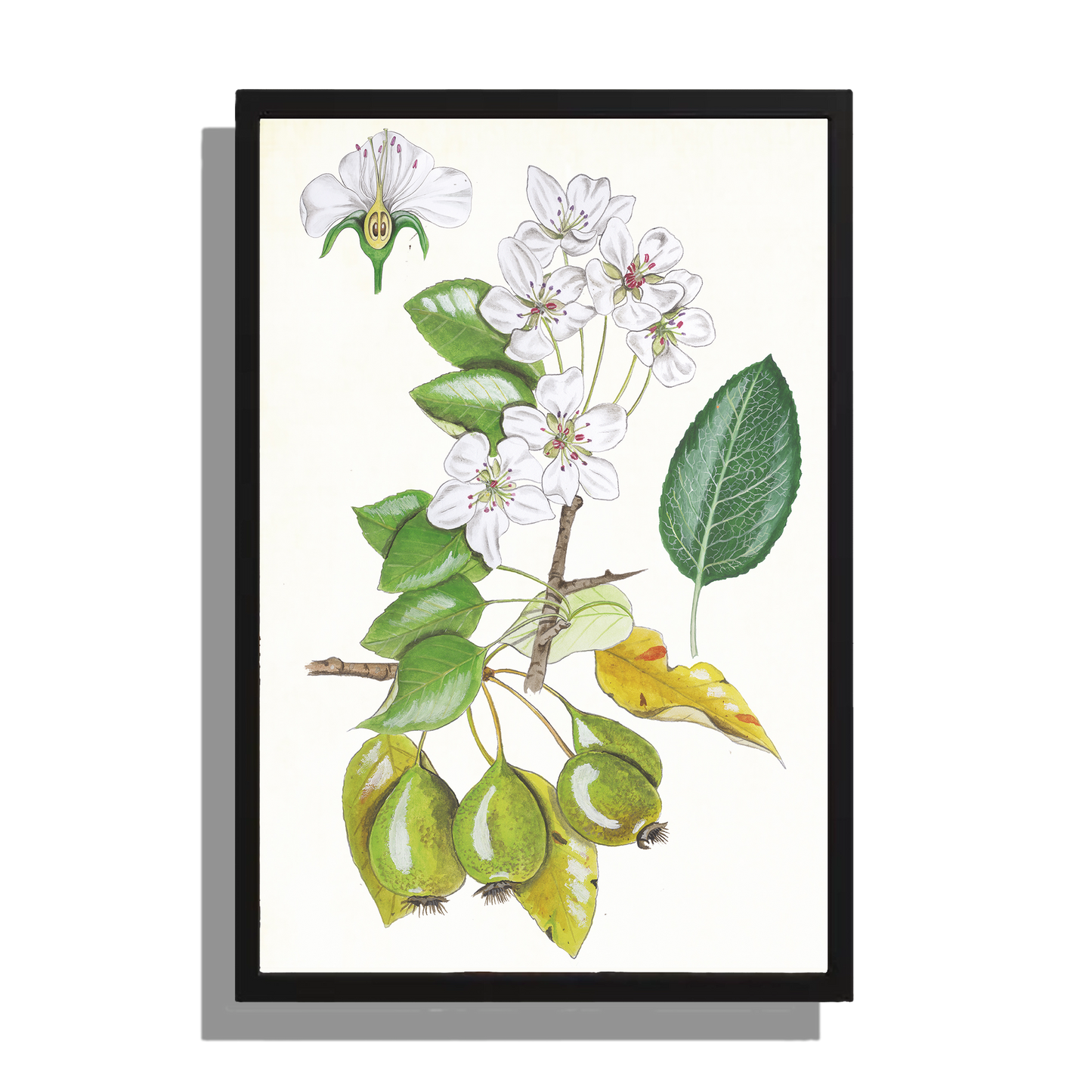Wanddecoratie "Wilde peer, het leven van"