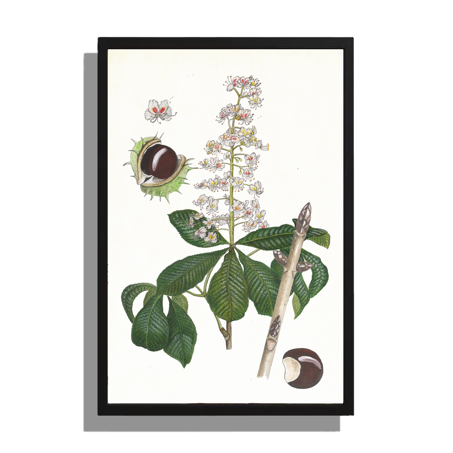 Wanddecoratie "Witte paardenkastanje, het leven van"