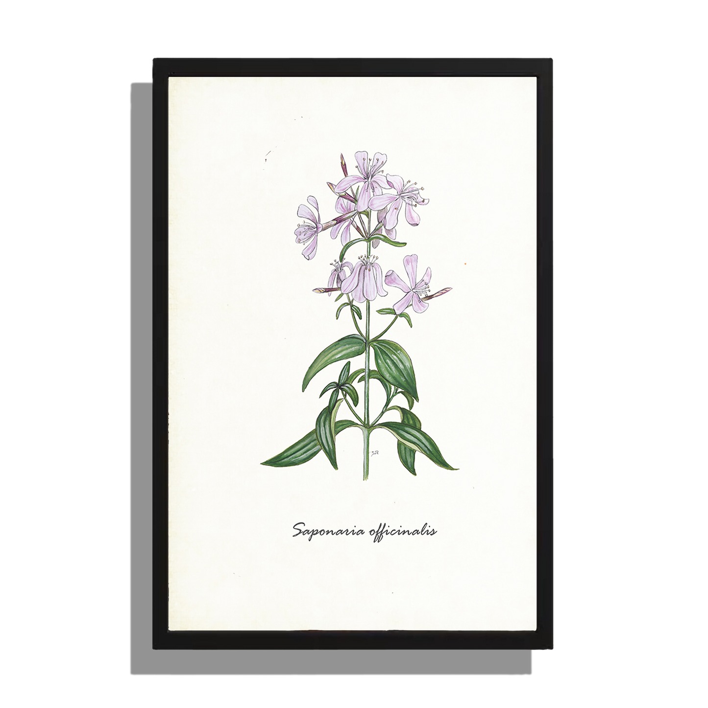 Wanddecoratie "Zeepkruid"