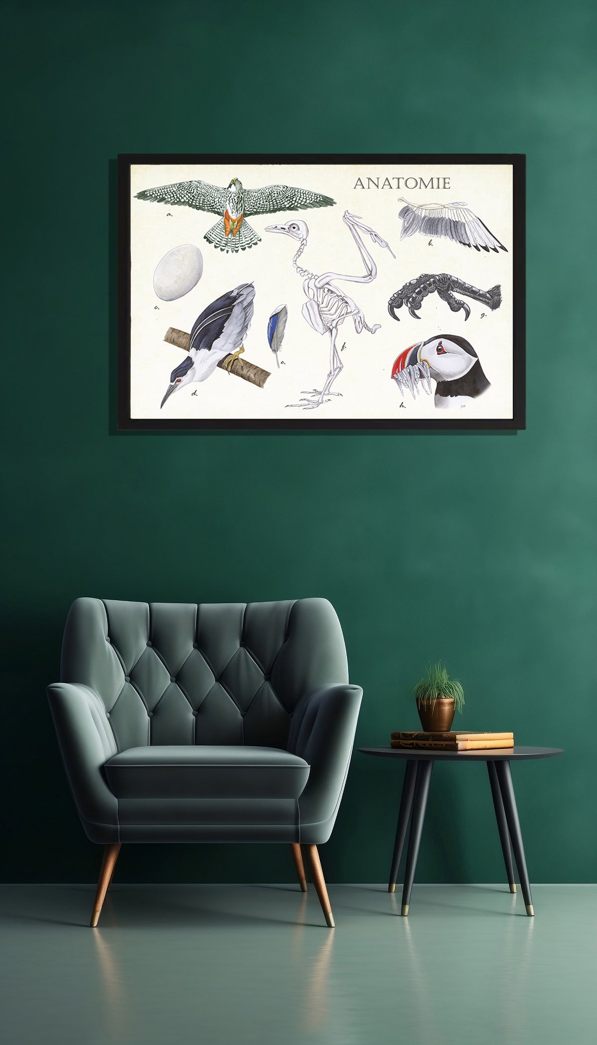 Ingelijst "Anatomie Birds"