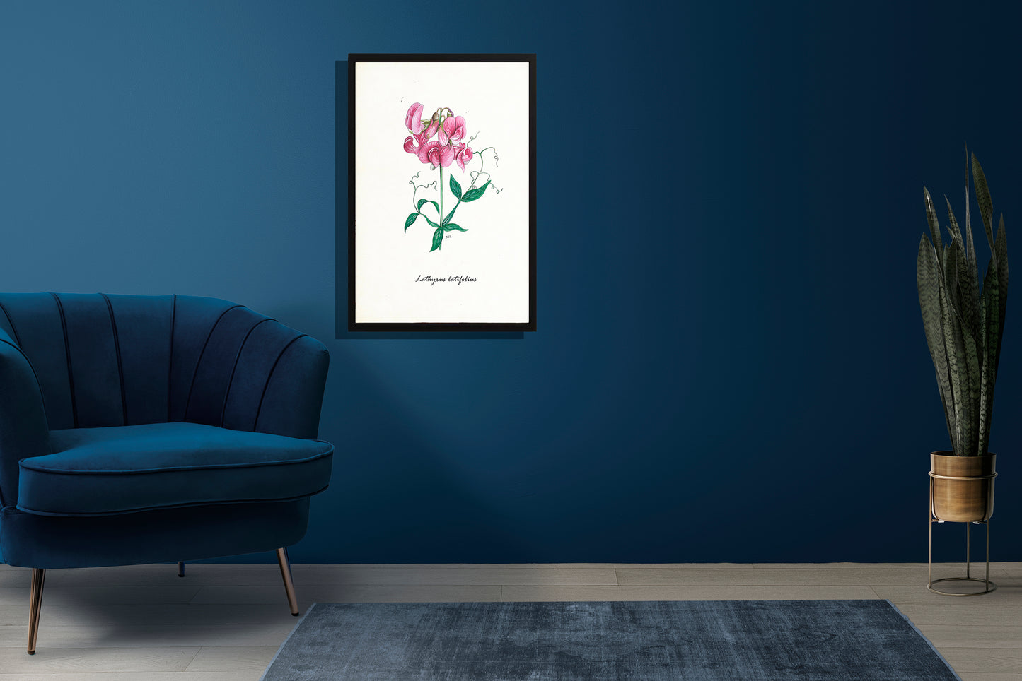 Ingelijst "Brede lathyrus"