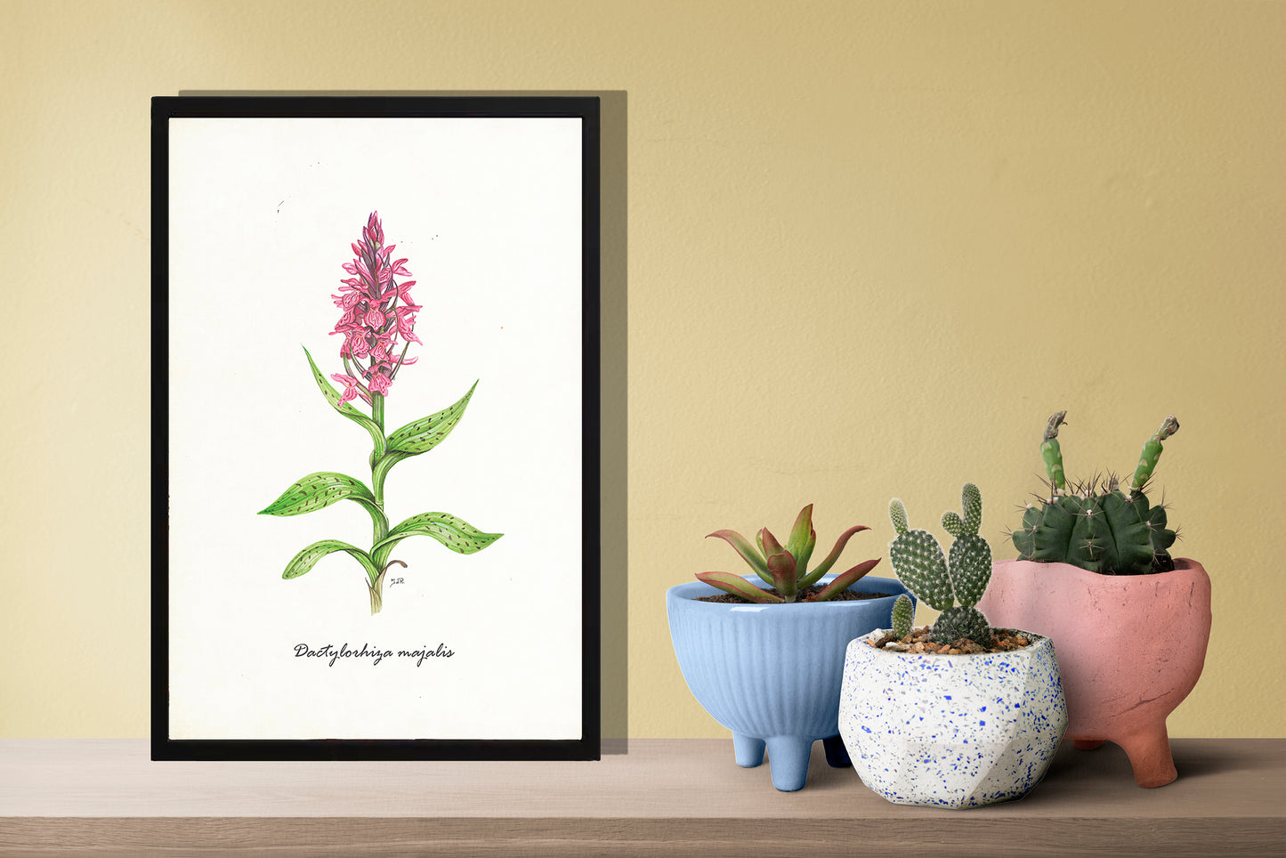 Ingelijst "Brede orchis"
