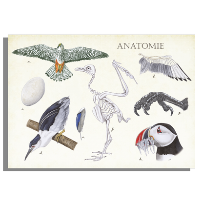Schoolplaat "Anatomie Birds"