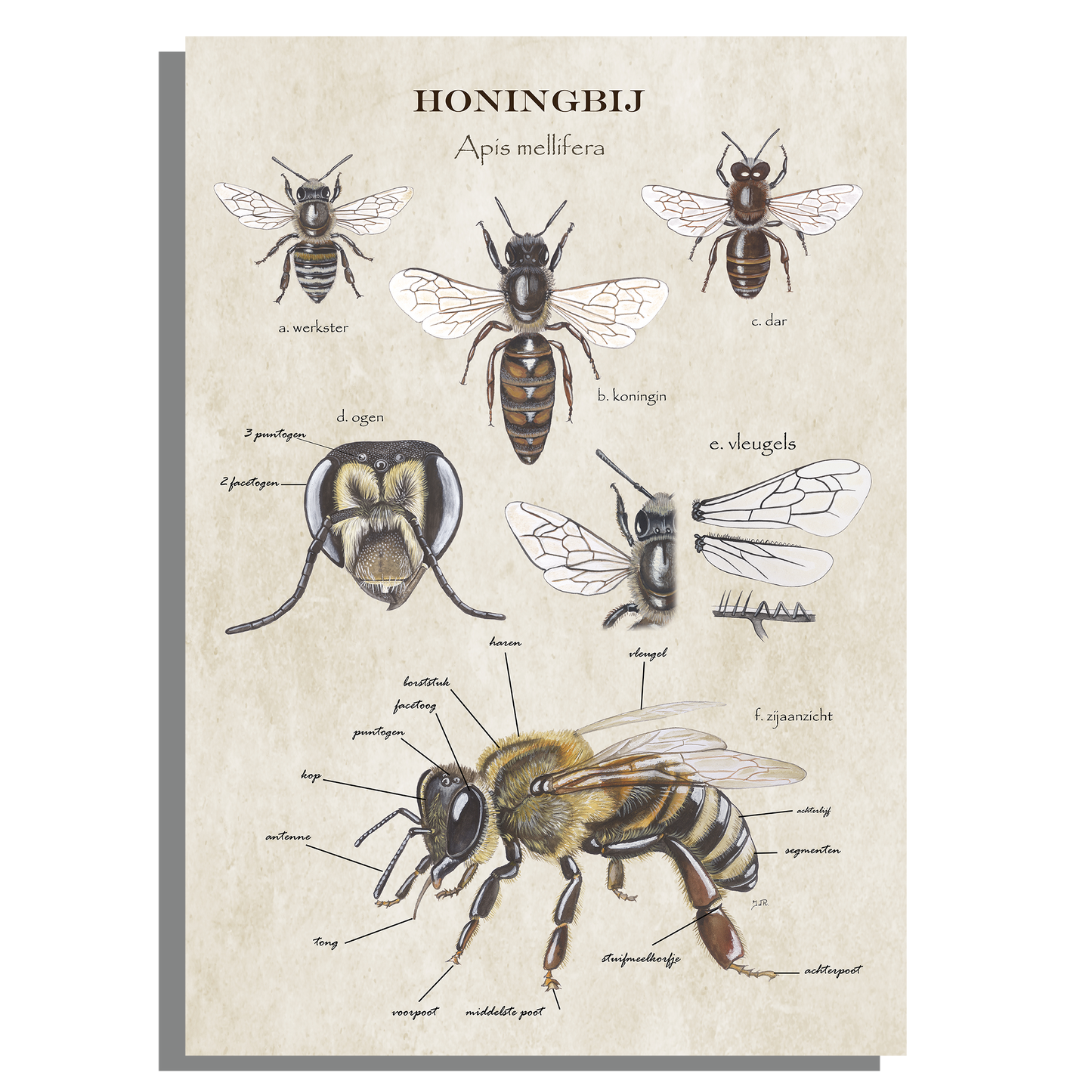 Schoolplaat "Anatomie van de honingbij"