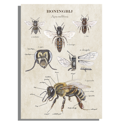 Schoolplaat "Anatomie van de honingbij"
