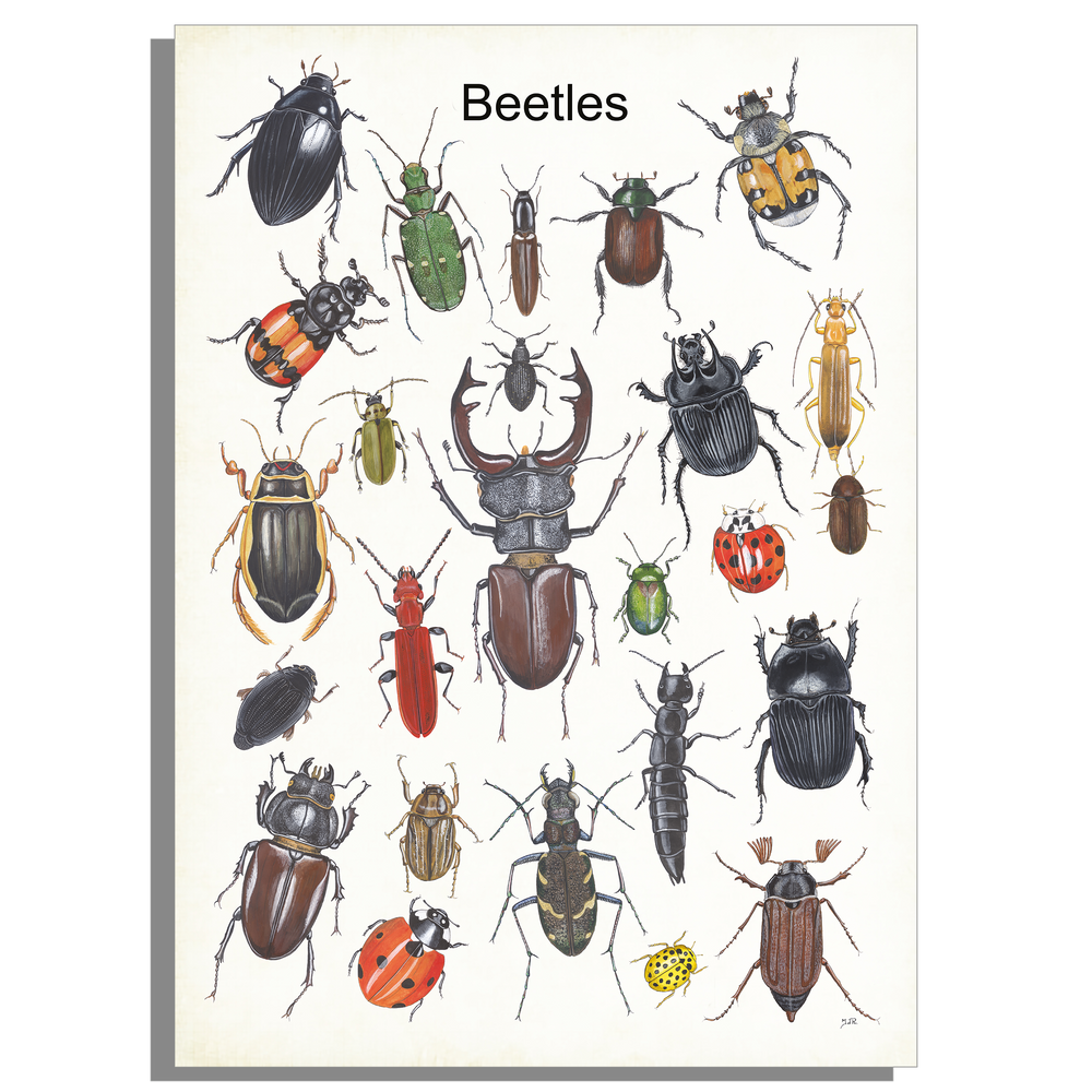 Wanddecoratie "Beetles"
