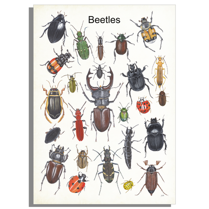 Schoolplaat "Beetles"