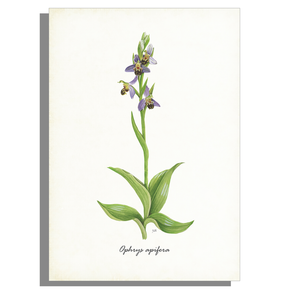 Wanddecoratie "Bijenorchis"