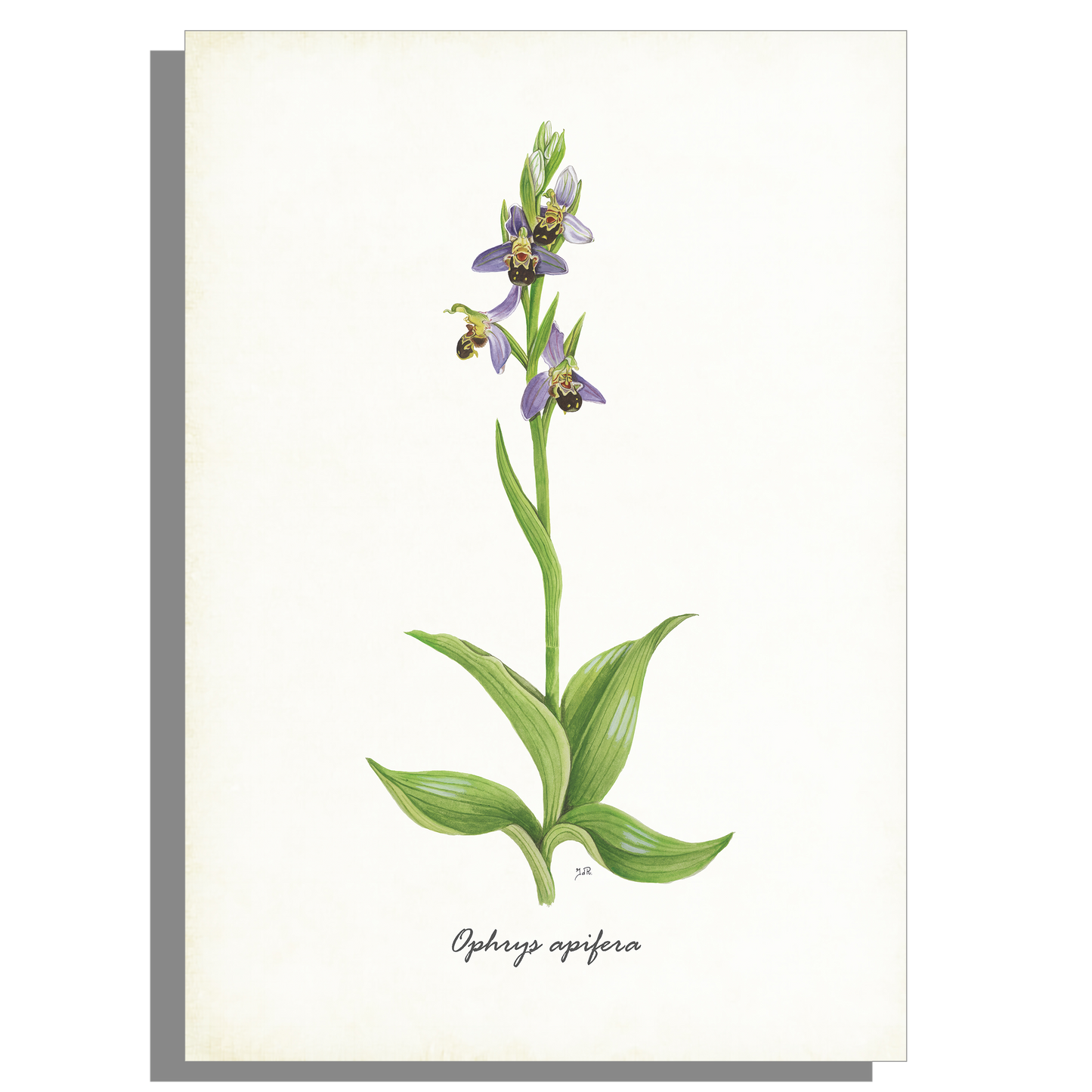 Schoolplaat "Bijenorchis"