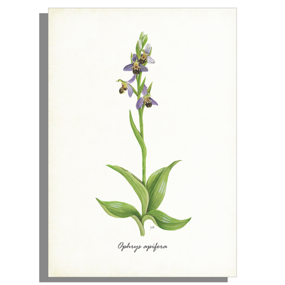 Schoolplaat "Bijenorchis"