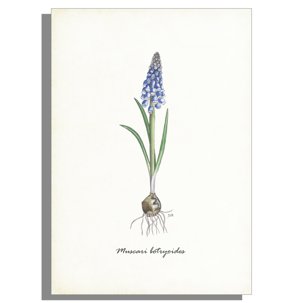Wanddecoratie "Blauwe druif"