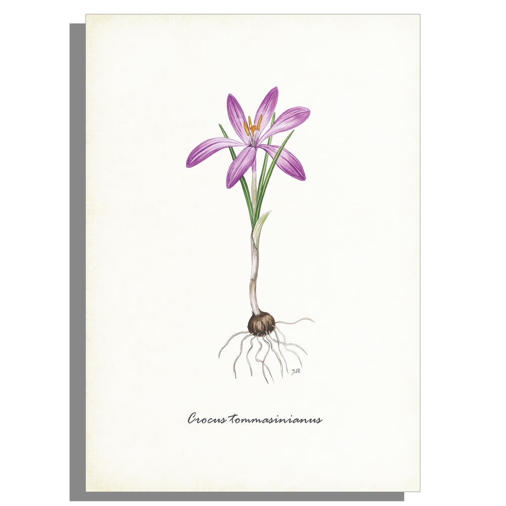 Wanddecoratie "Boerenkrokus"