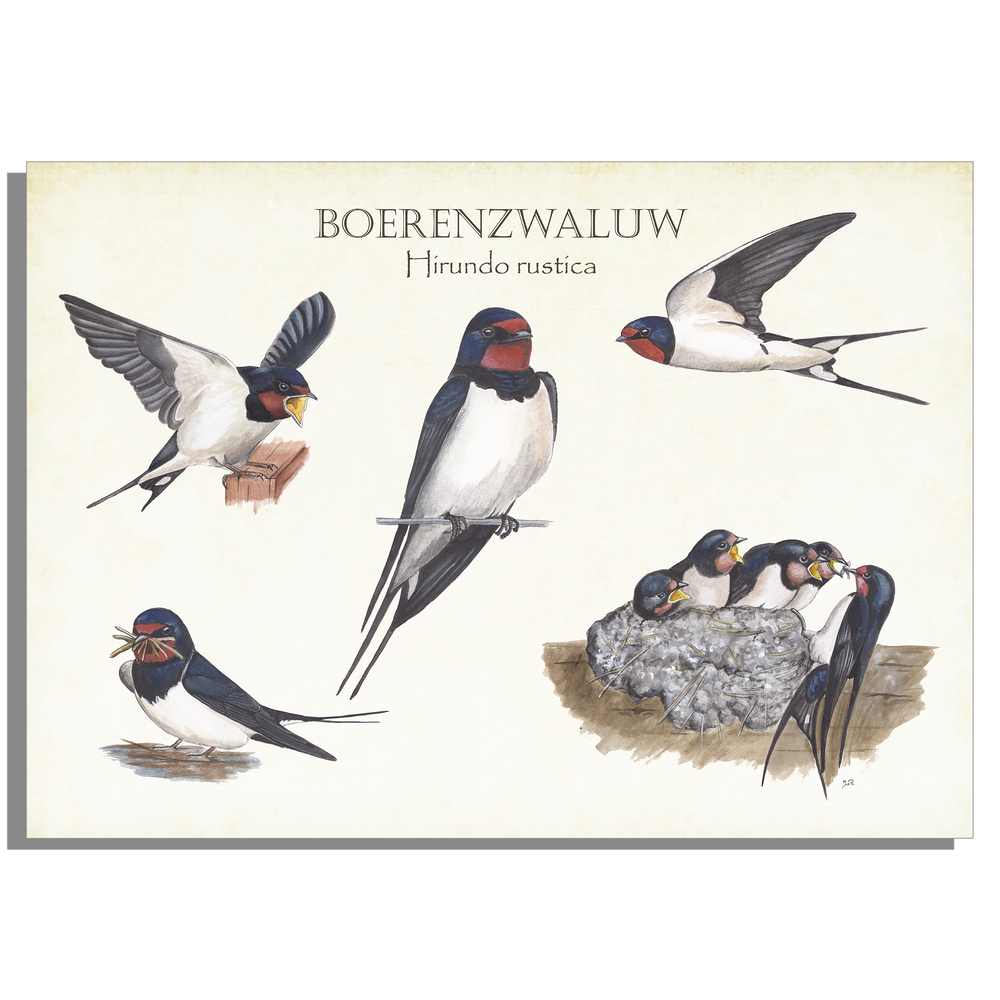 Tuinposter "Boerenzwaluw, het leven van"