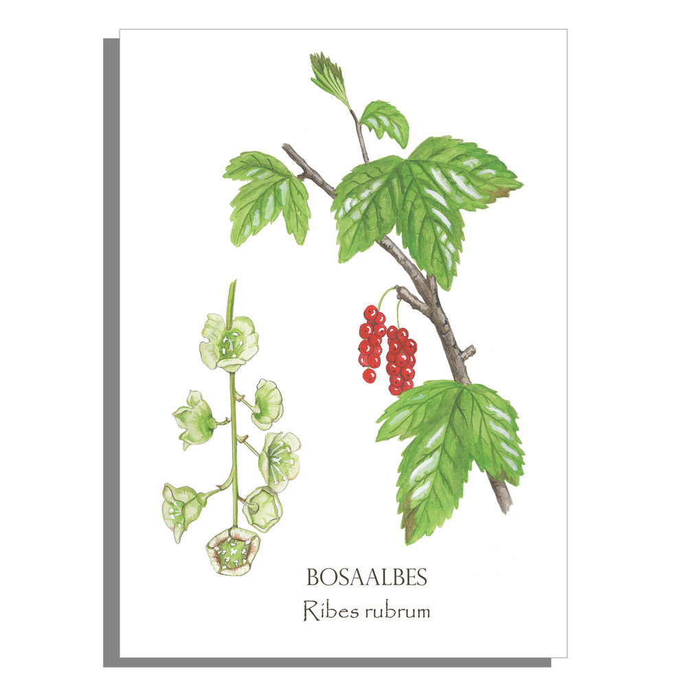 Wanddecoratie "Bosaalbes"