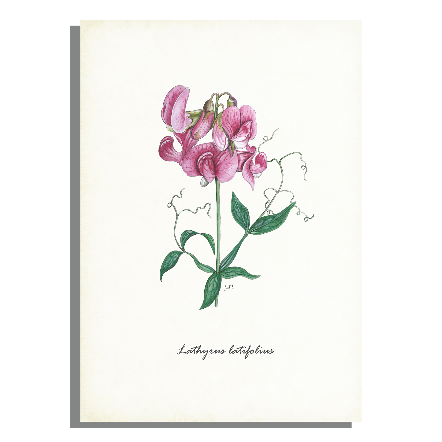 Schoolplaat "Brede lathyrus"