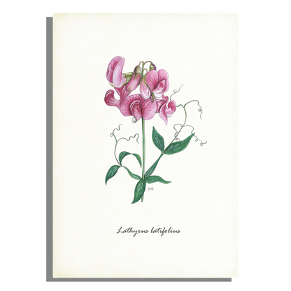 Schoolplaat "Brede lathyrus"