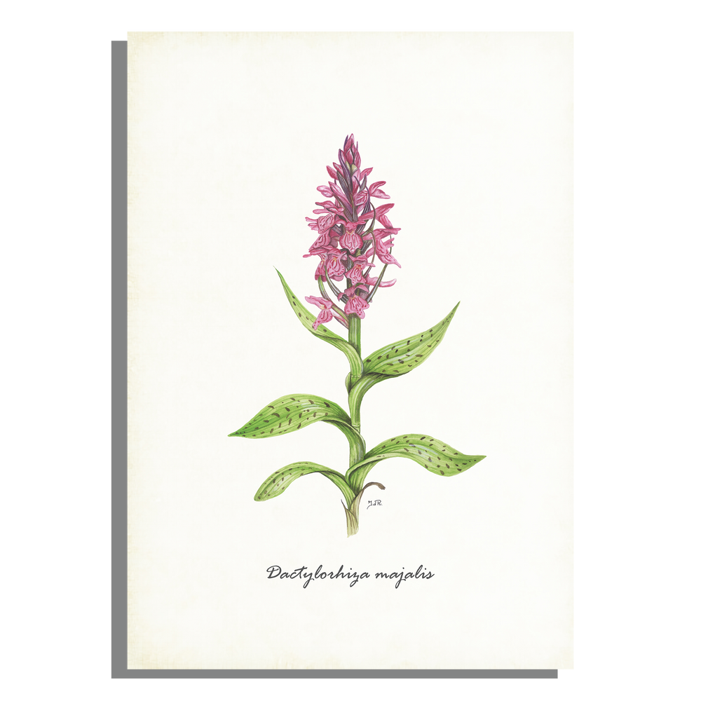 Wanddecoratie "Brede orchis"