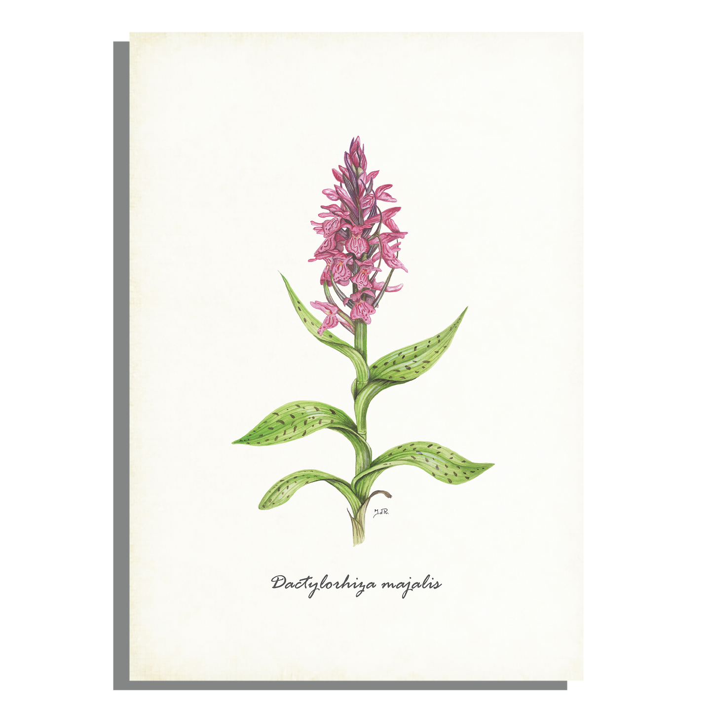 Schoolplaat "Brede orchis"